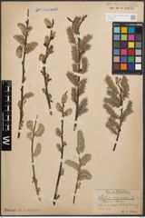 Foto von Salix cinerea L.